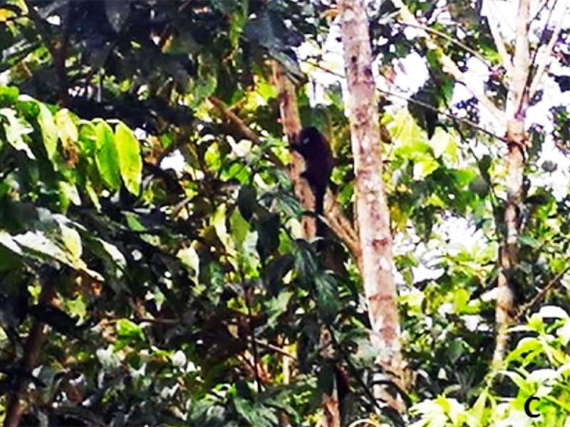 Mono Oropendola