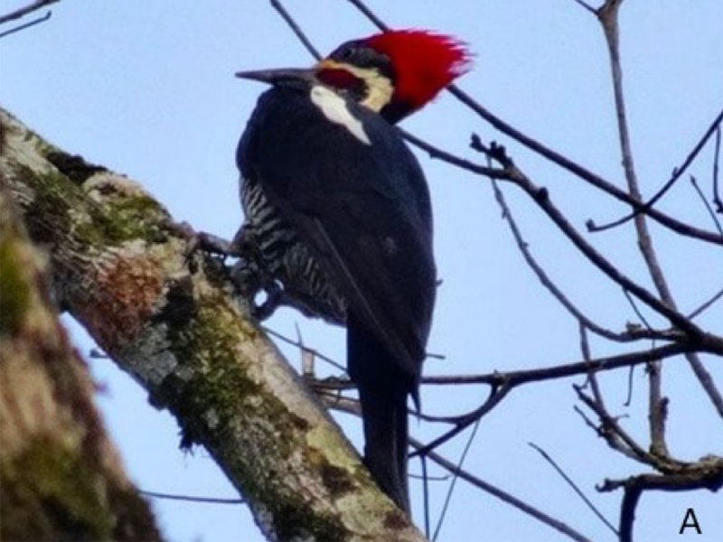 Pajaro Carpintero Oropendola